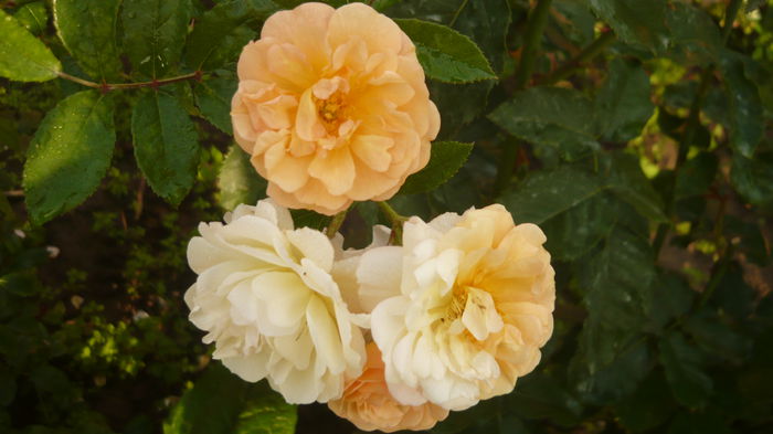 168 - 2014 -2016 trandafiri