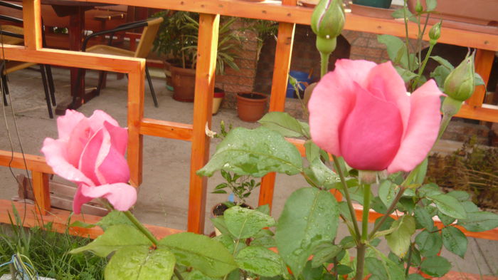 parfum delight - 2014 -2016 trandafiri