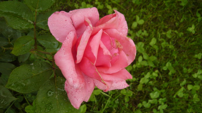 172 - 2014 -2016 trandafiri