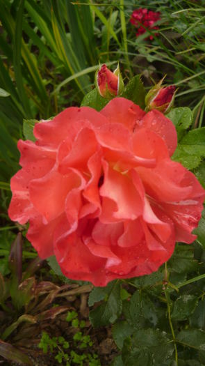 grimaldi - 2014 -2016 trandafiri