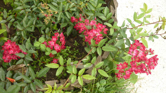 175 - 2014 -2016 trandafiri