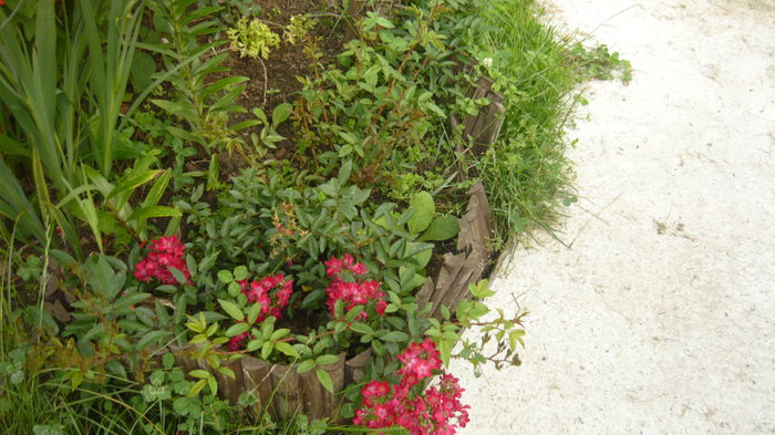 176 - 2014 -2016 trandafiri