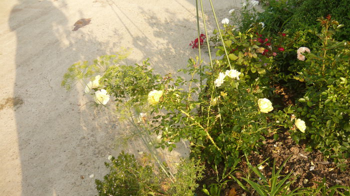 limesgold - 2014 -2016 trandafiri