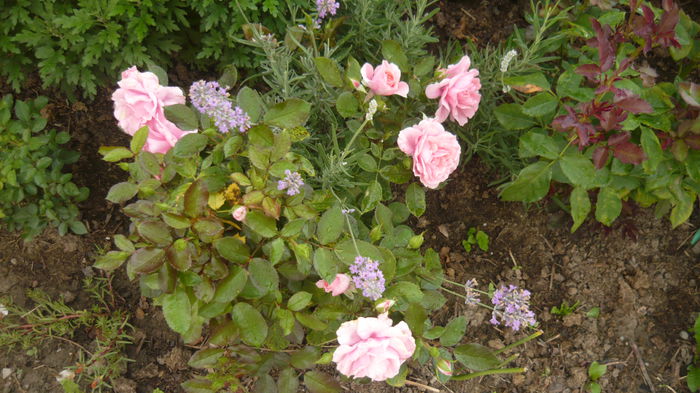 bonica - 2014 -2016 trandafiri