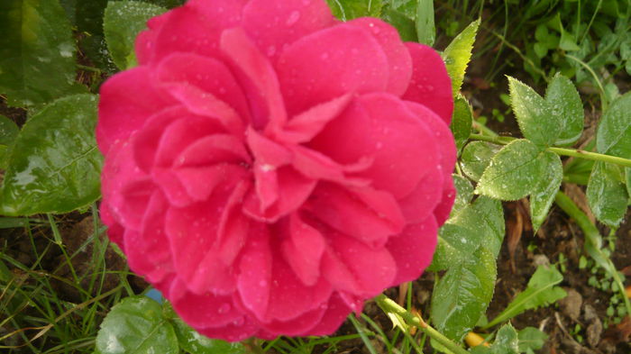 L D Braithwaite - 2014 -2016 trandafiri