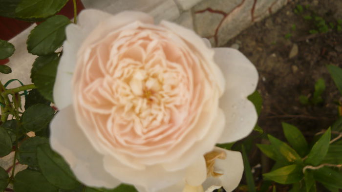 245 - 2014 -2016 trandafiri