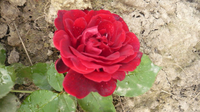 253 - 2014 -2016 trandafiri