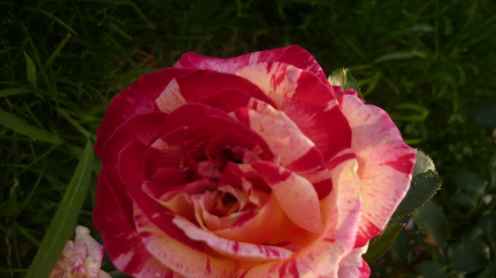 256 - 2014 -2016 trandafiri