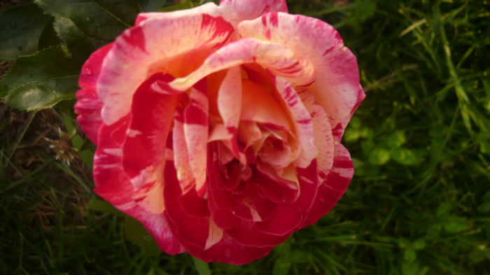 257 - 2014 -2016 trandafiri