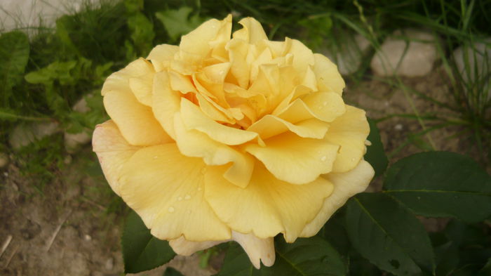 273 - 2014 -2016 trandafiri