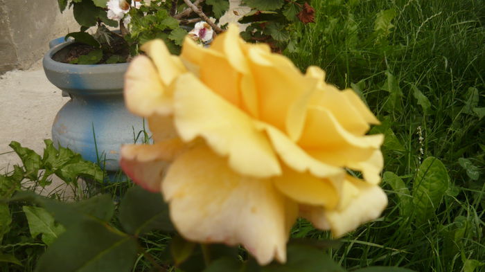 274 - 2014 -2016 trandafiri