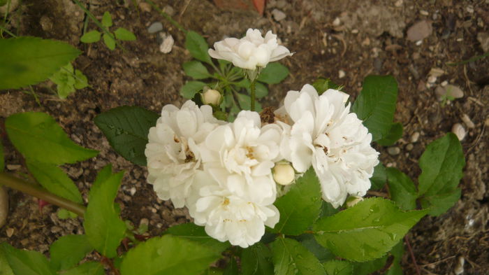 275 - 2014 -2016 trandafiri