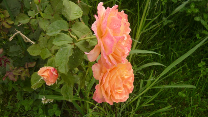 279 - 2014 -2016 trandafiri