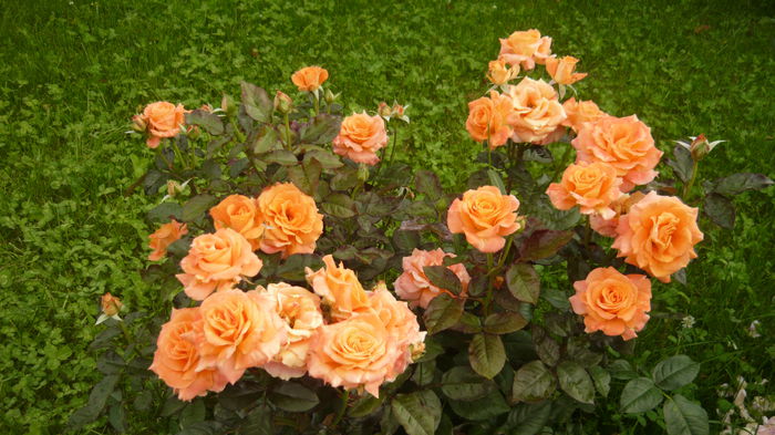 281 - 2014 -2016 trandafiri