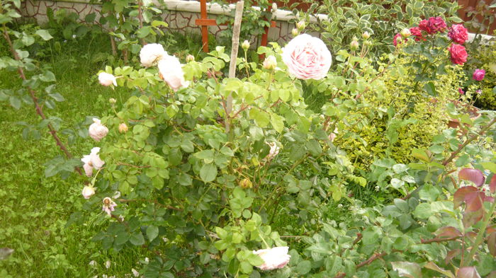 282 - 2014 -2016 trandafiri