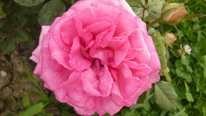 283 - 2014 -2016 trandafiri