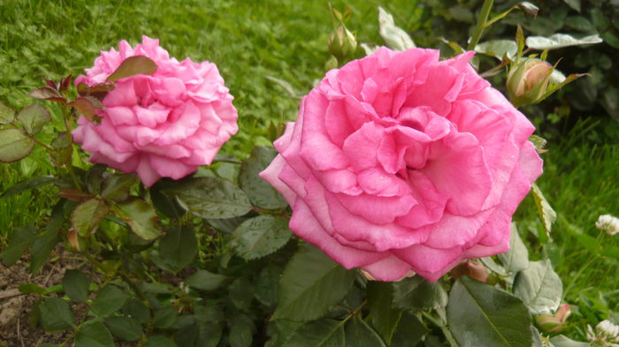 284 - 2014 -2016 trandafiri