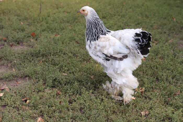 IMG_4764 - GAINI BRAHMA H D