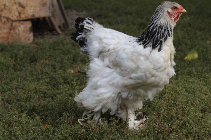 IMG_4766 - GAINI BRAHMA H D