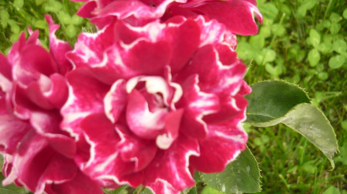 286 - 2014 -2016 trandafiri