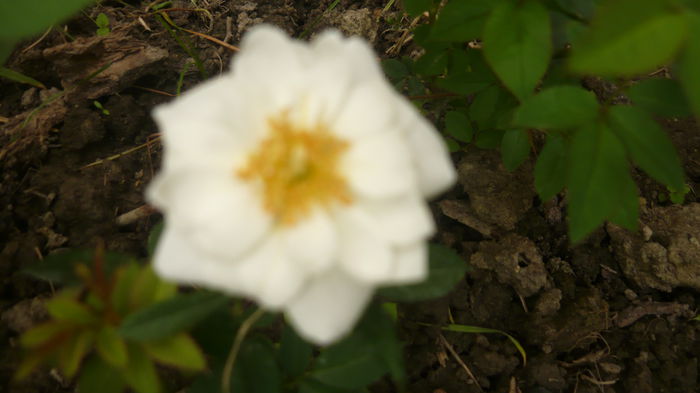 006 - 2014 -2016 trandafiri