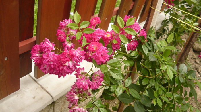 016 - 2014 -2016 trandafiri