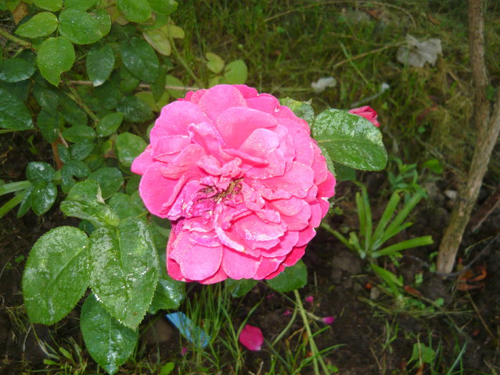 031 - 2014 -2016 trandafiri