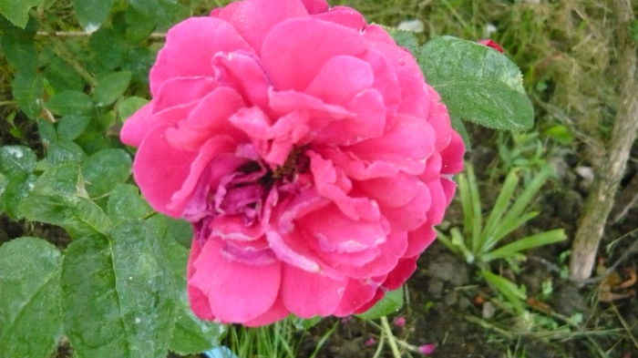 032 - 2014 -2016 trandafiri