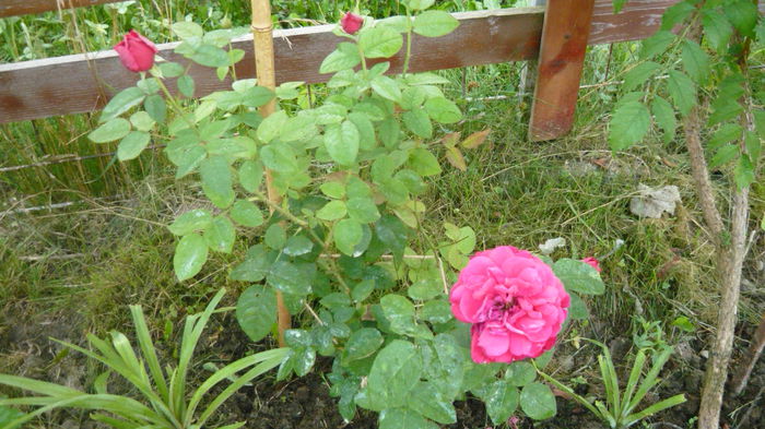 033 - 2014 -2016 trandafiri