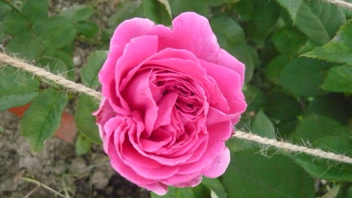 038 - 2014 -2016 trandafiri