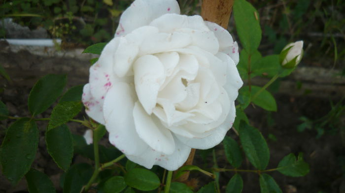 044