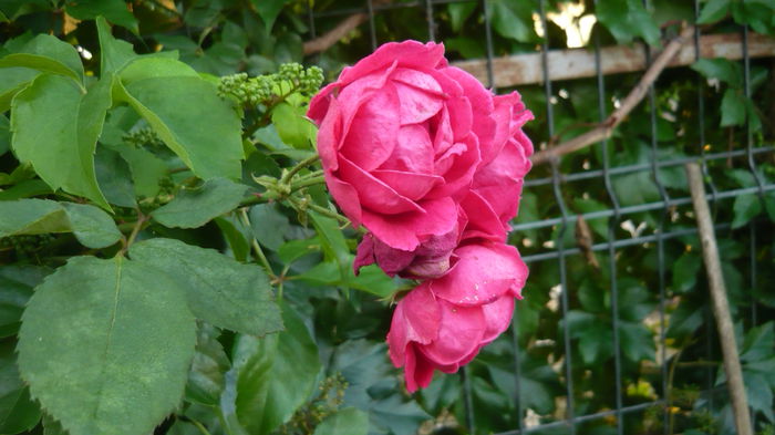 062