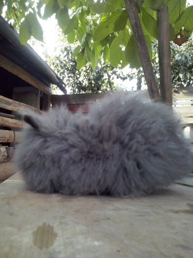 mascul angora