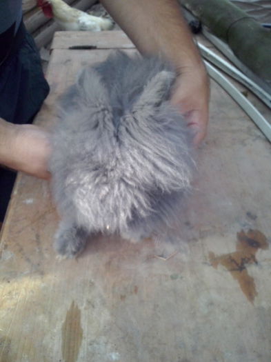 mascul angora