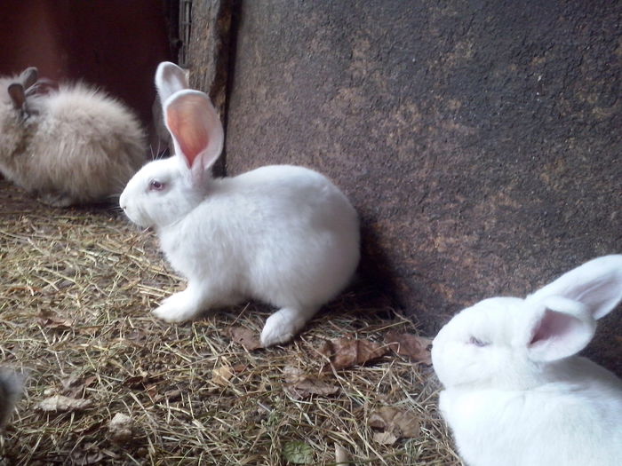 angora-alb de panonia-neoz.; nascuta in luna 7-a 2014,  greutate 18.08- 1,5 kg
             08.09- 2,2 kg
             14.10- 4,1 kg
