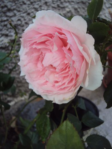 DSC03267 - The Wedgwood Rose