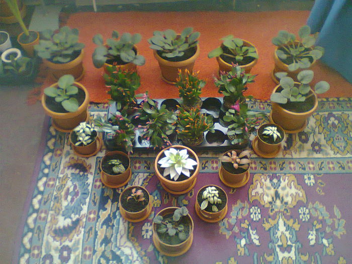 Fotografie0097 - copia