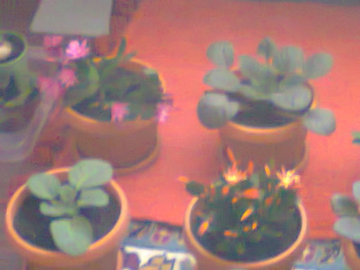 Fotografie0109 - copia