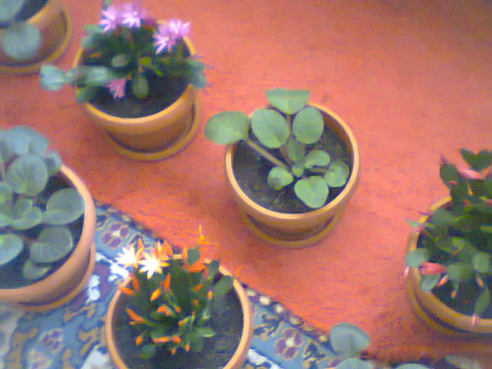 Fotografie0112 - copia