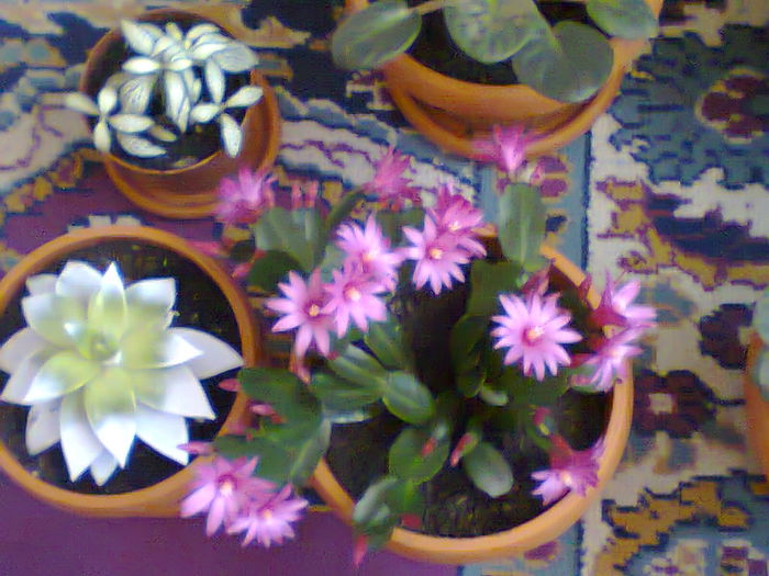 Fotografie0113 - copia