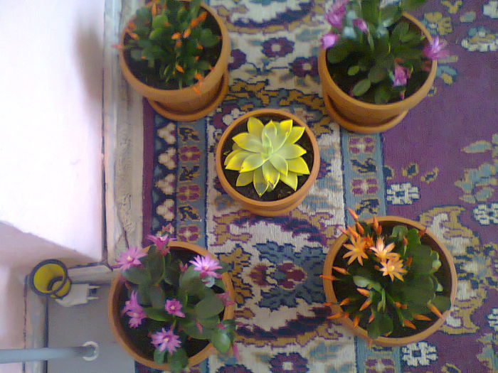 Fotografie0114 - copia