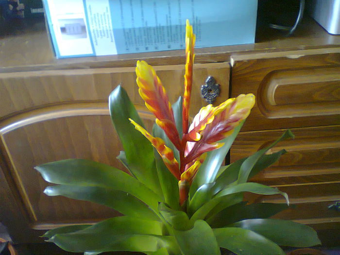 Fotografie0120 - copia