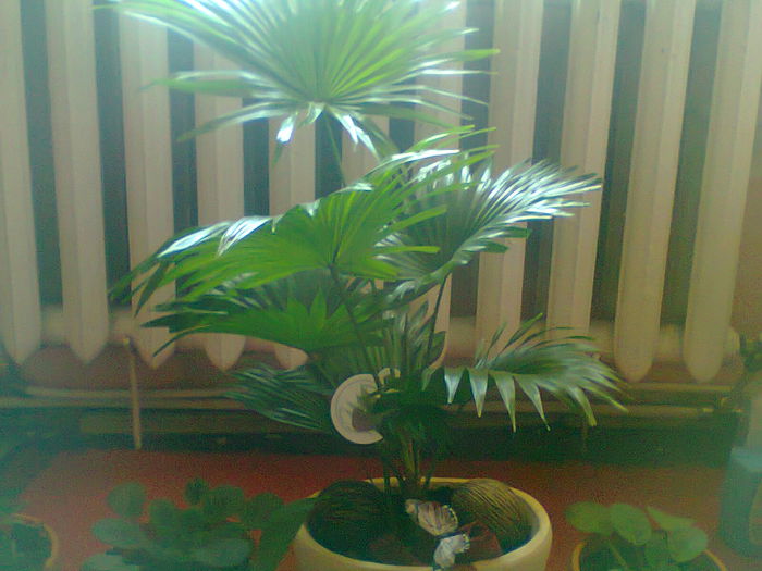 Fotografie0126 - copia