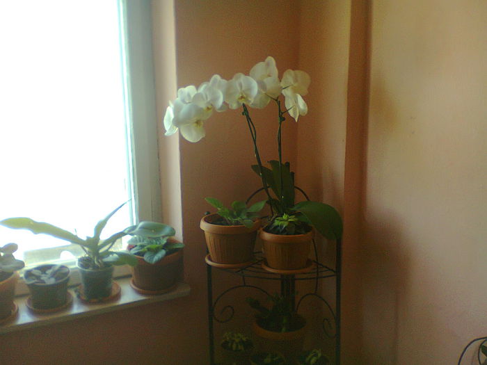 Fotografie0160 - copia