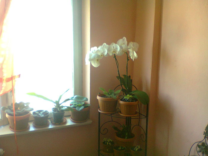 Fotografie0161 - copia