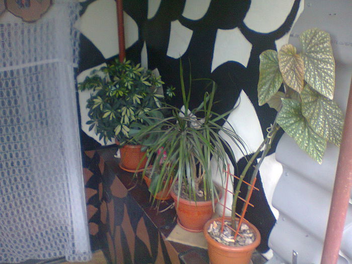 Fotografie0359 - copia