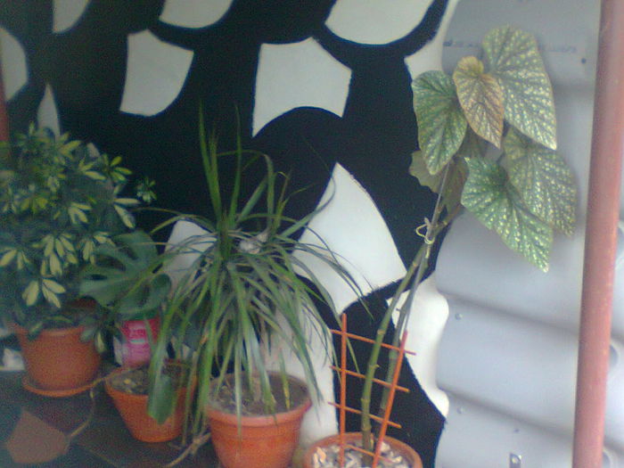 Fotografie0361 - copia