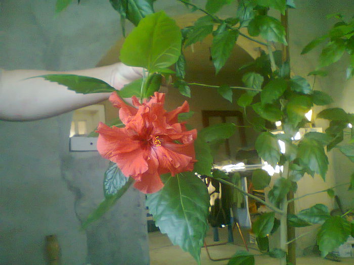 Fotografie0533 - copia