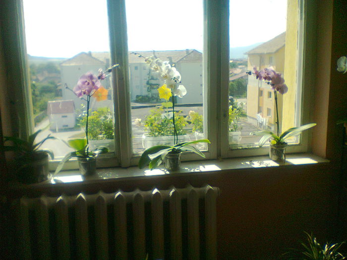 Fotografie0534 - copia