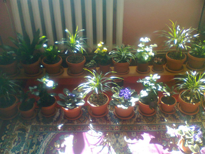 Fotografie0537 - copia